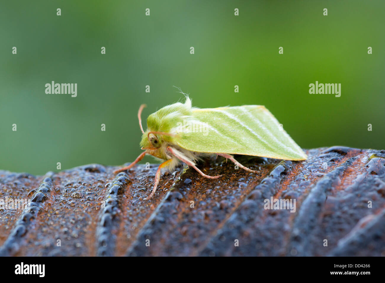 Grüne silberne Linien Motte; Pseudoips Prasinan Britnnica; Juli; UK Stockfoto