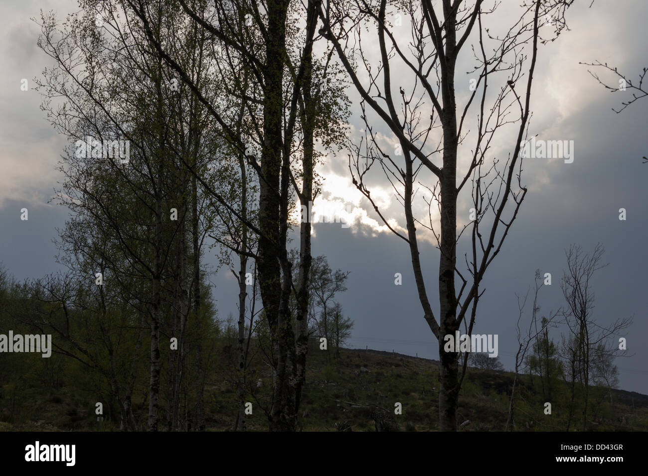 Bäume am Hang des Hügels mit Wolken im Hintergrund, in den schottischen Highlands in der Nähe von einem Loch. Licht, das hinter Wolke Stockfoto