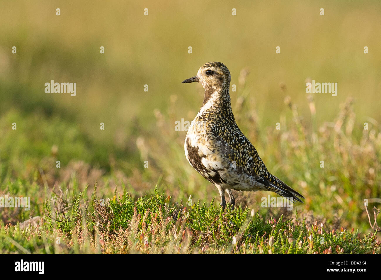 Eine europäische Goldregenpfeifer auf dem Yorkshire Moor Stockfoto