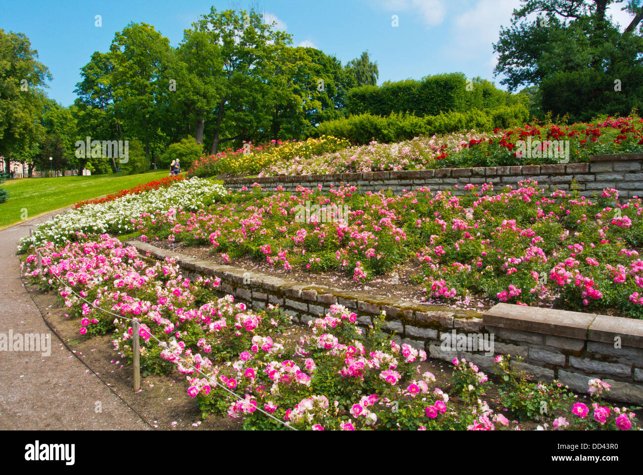 Rose Gärten Kadrioru Park im Stadtteil Kadriorg Tallinn Estland das Baltikum-Europa Stockfoto