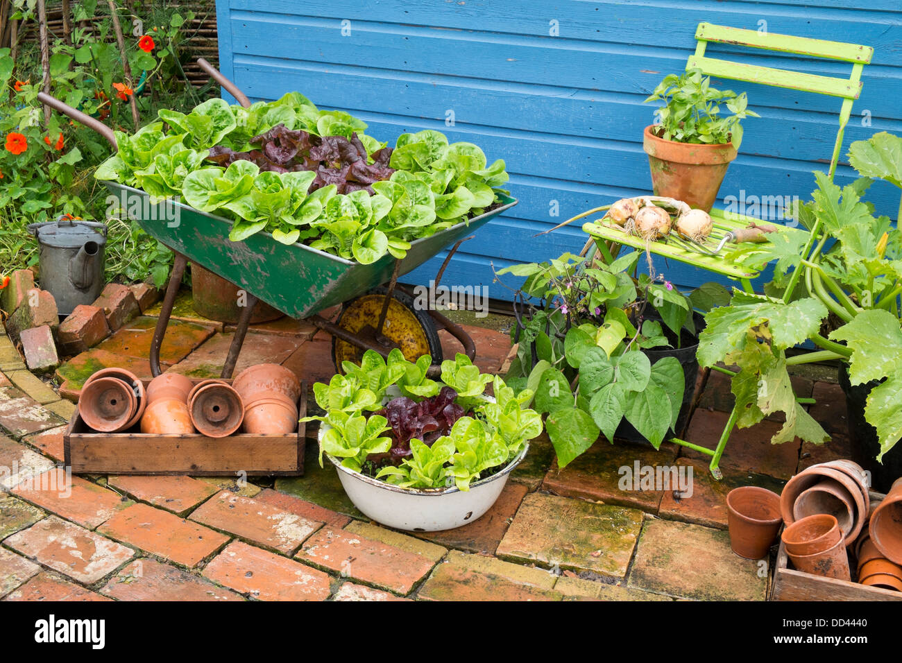 Kleine Garten-Ecke mit alten Schubkarre gepflanzt mit Salatsorten "Kleines Juwel Perle" und "Blenden" Stockfoto
