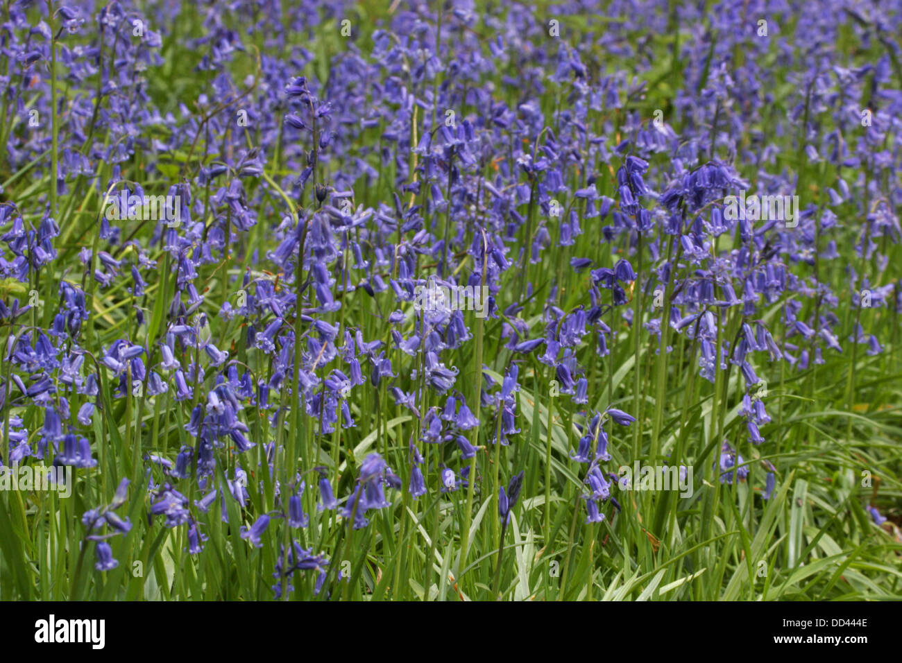 Glockenblumen, Endymion nicht-Scriptus, wachsen im Wald. Genommen Mai, Ashridge, Hertfordshire, UK Stockfoto