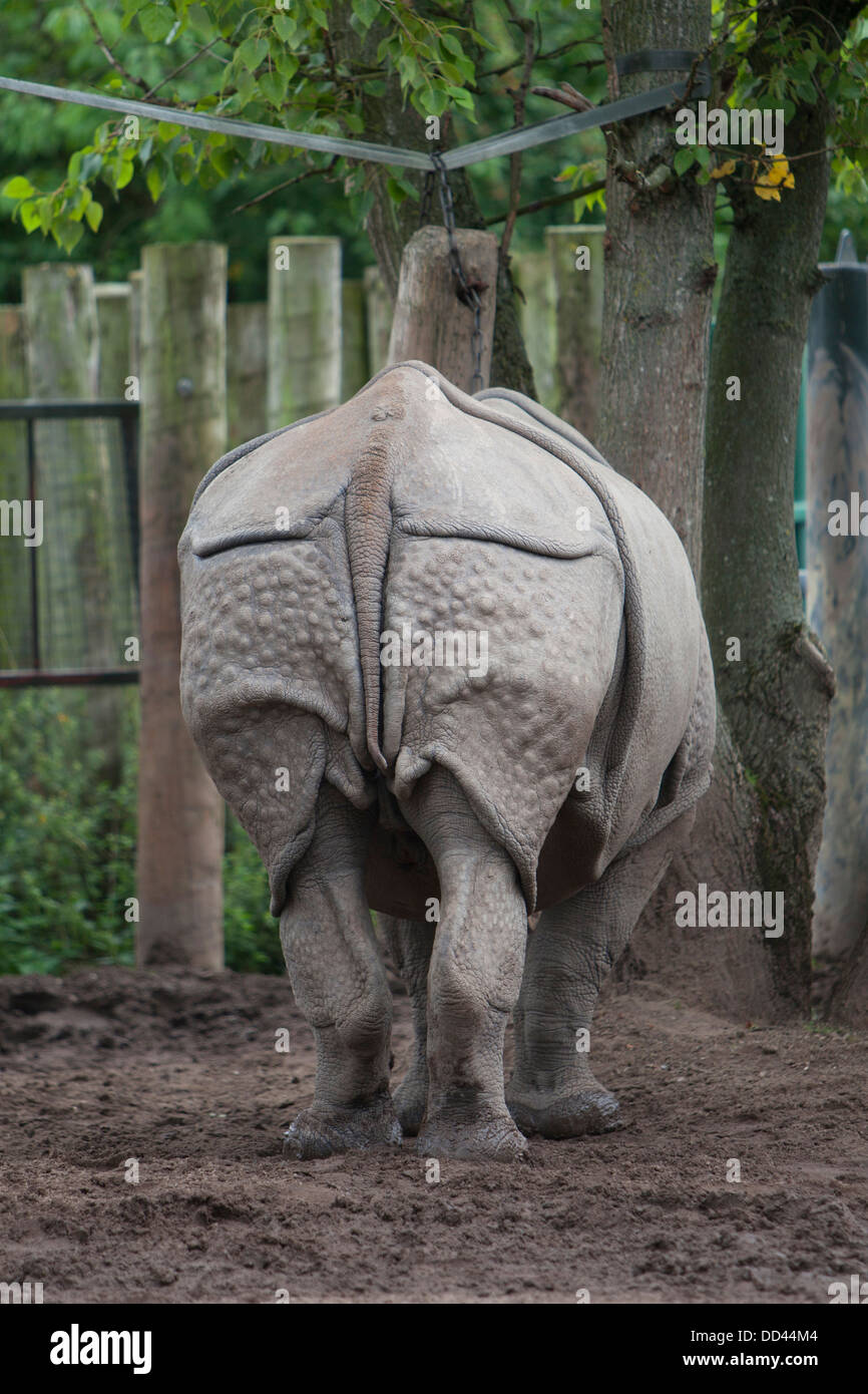 Heck-Ansicht von Rhino im Zoo von Chester Stockfoto
