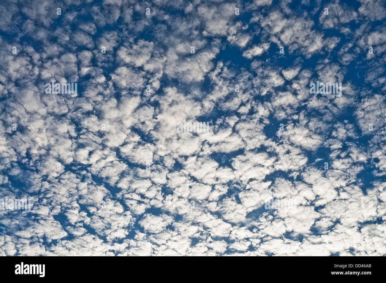 Makrele Himmel / Altocumulus-Wolken und Pappeln - Frankreich. Stockfoto