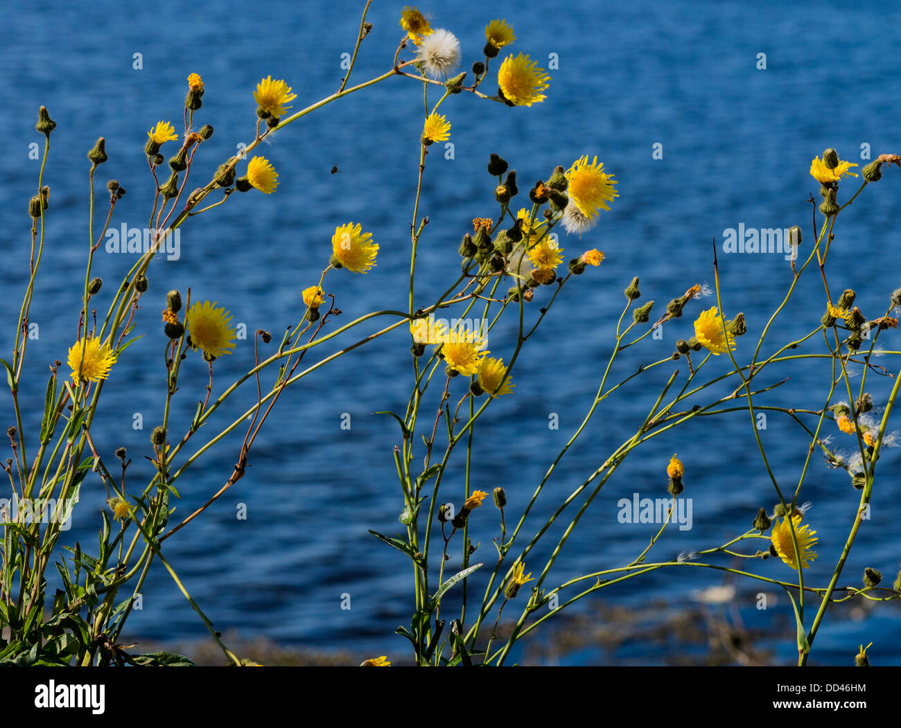 Gelb blühenden Unkräutern Blauwasser im Hintergrund Stockfoto