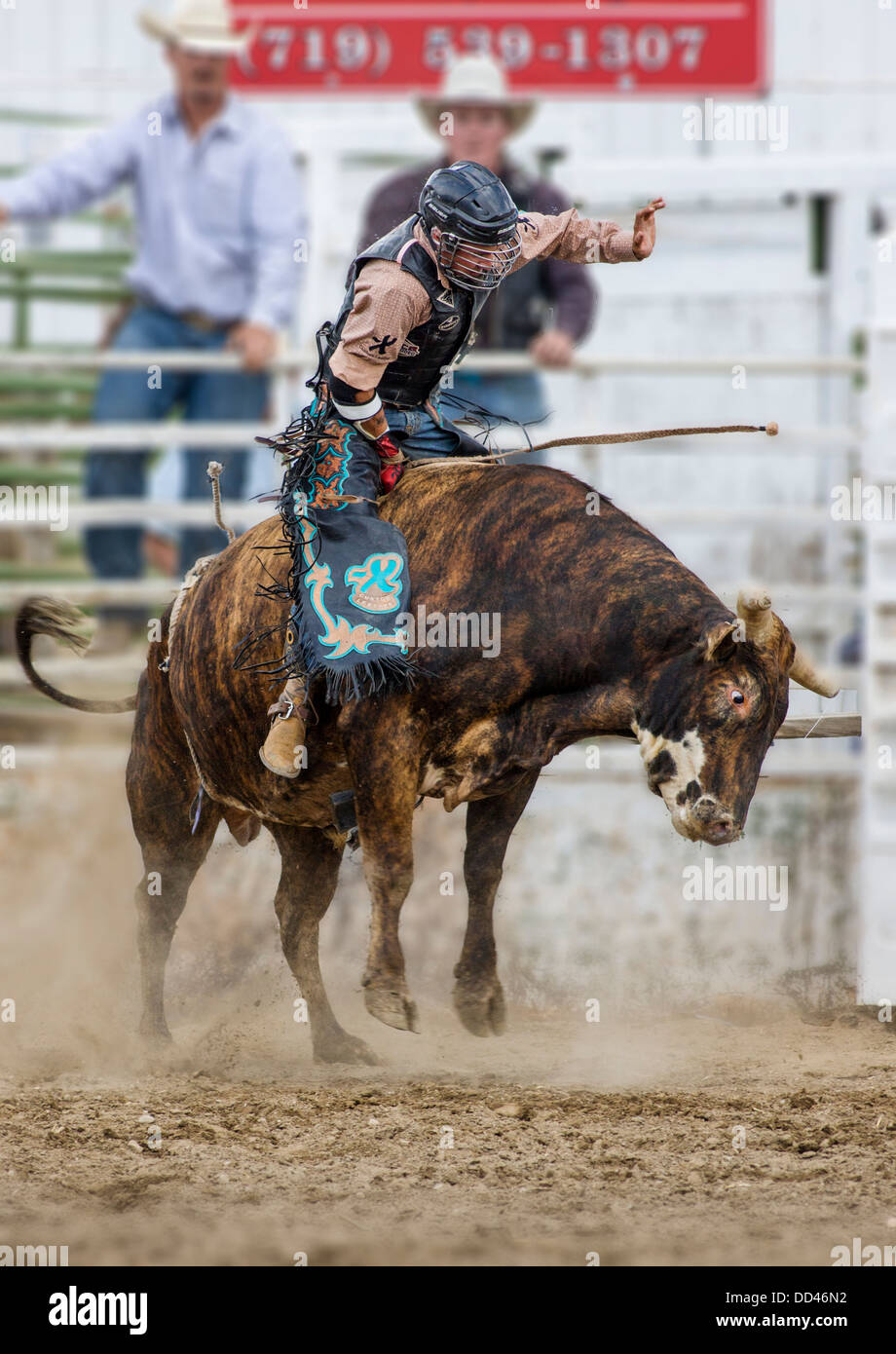 Cowboy auf einem Pferd im Sattel Bronc Wettbewerb, Chaffee County Fair & Rodeo Stockfoto