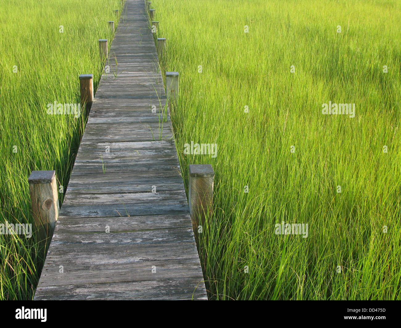 Ein Holzsteg, umgeben von grünen Rasen. Stockfoto