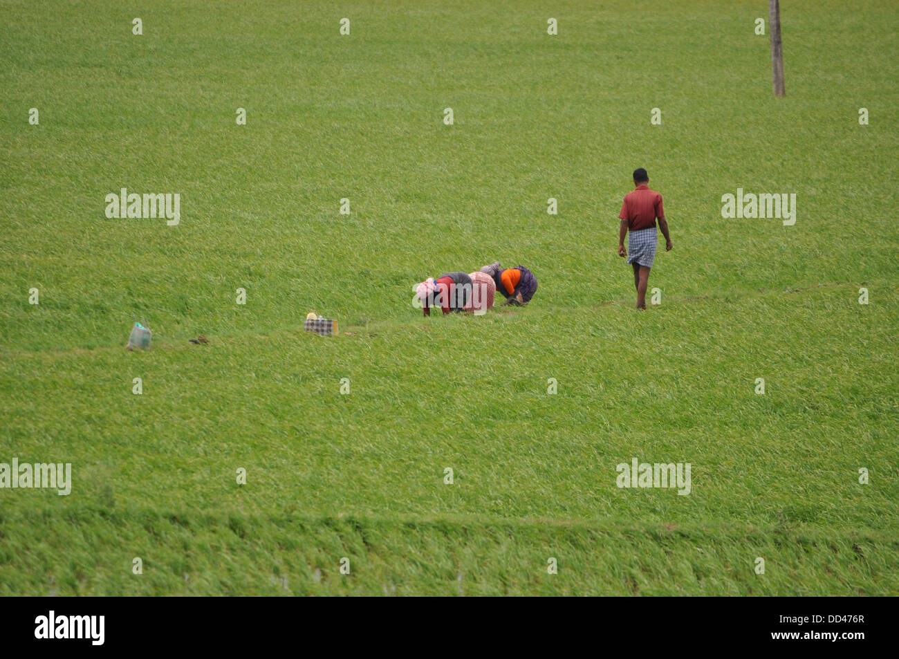Arbeiten auf Reisfeldern Stockfoto