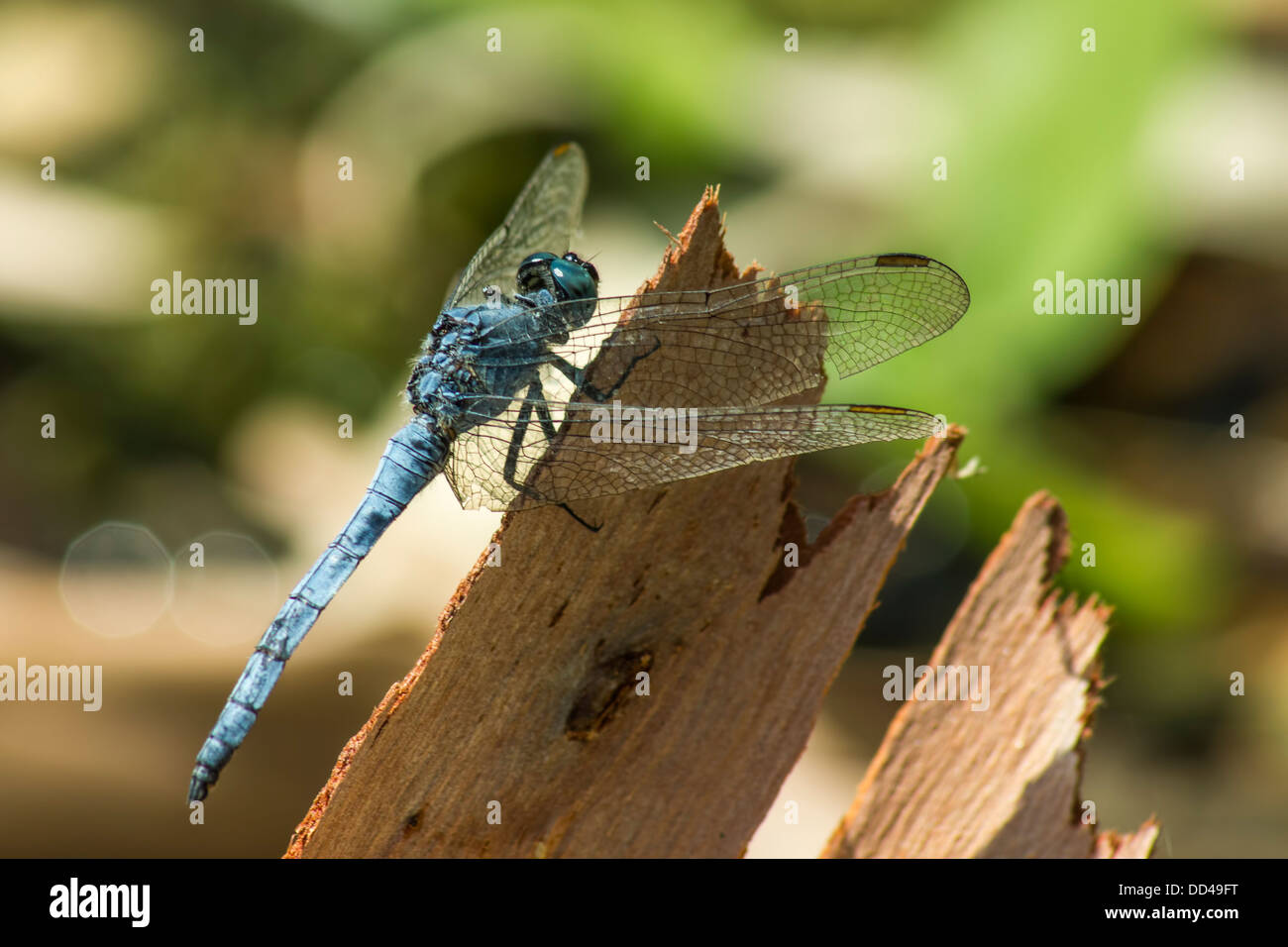 Die schwarz-angebundene Skimmer (Orthetrum Cancellatum) Stockfoto