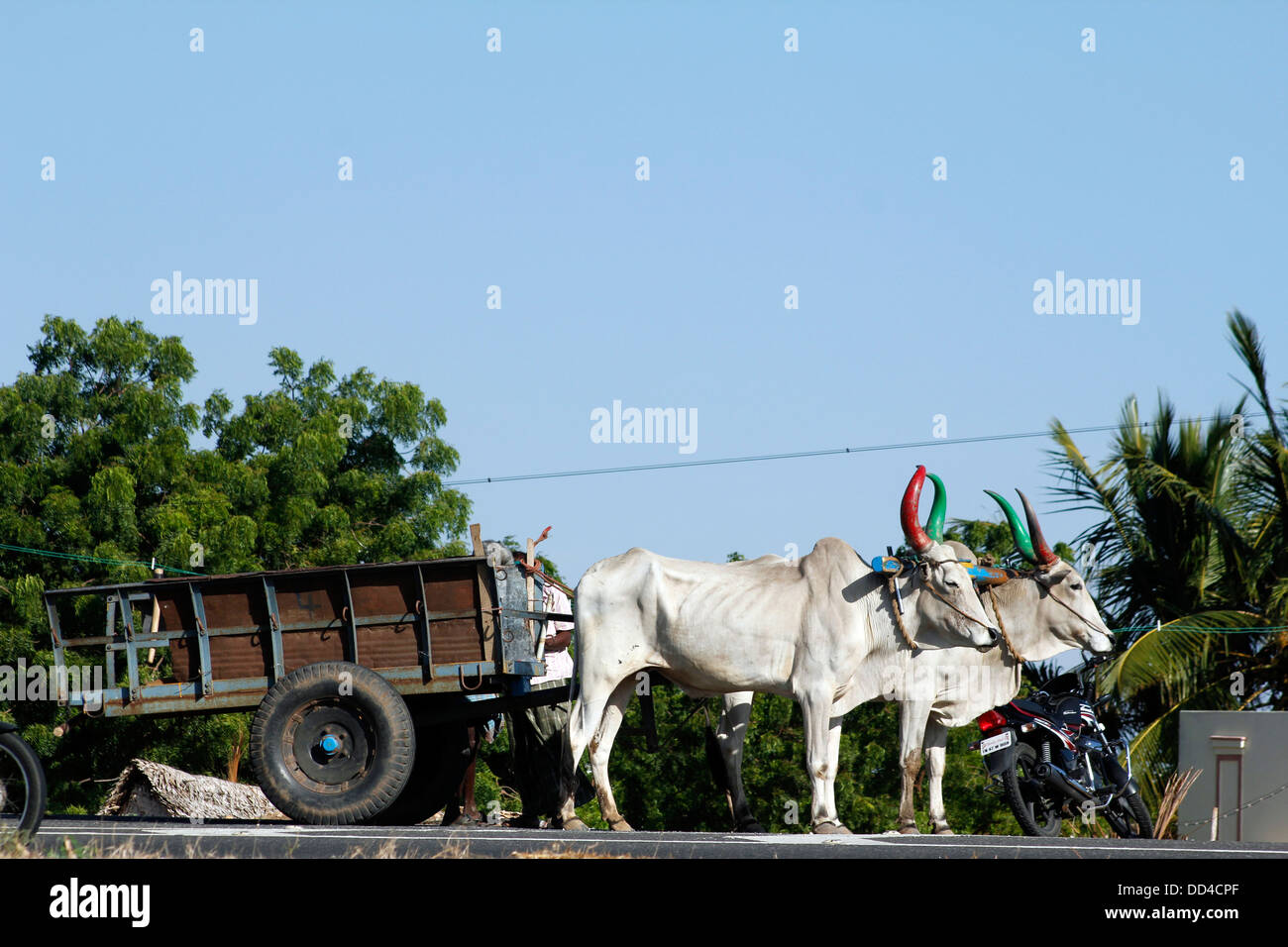 Warenkorb Ochsenkarren, in Tamil Nadu; Indien Stockfoto
