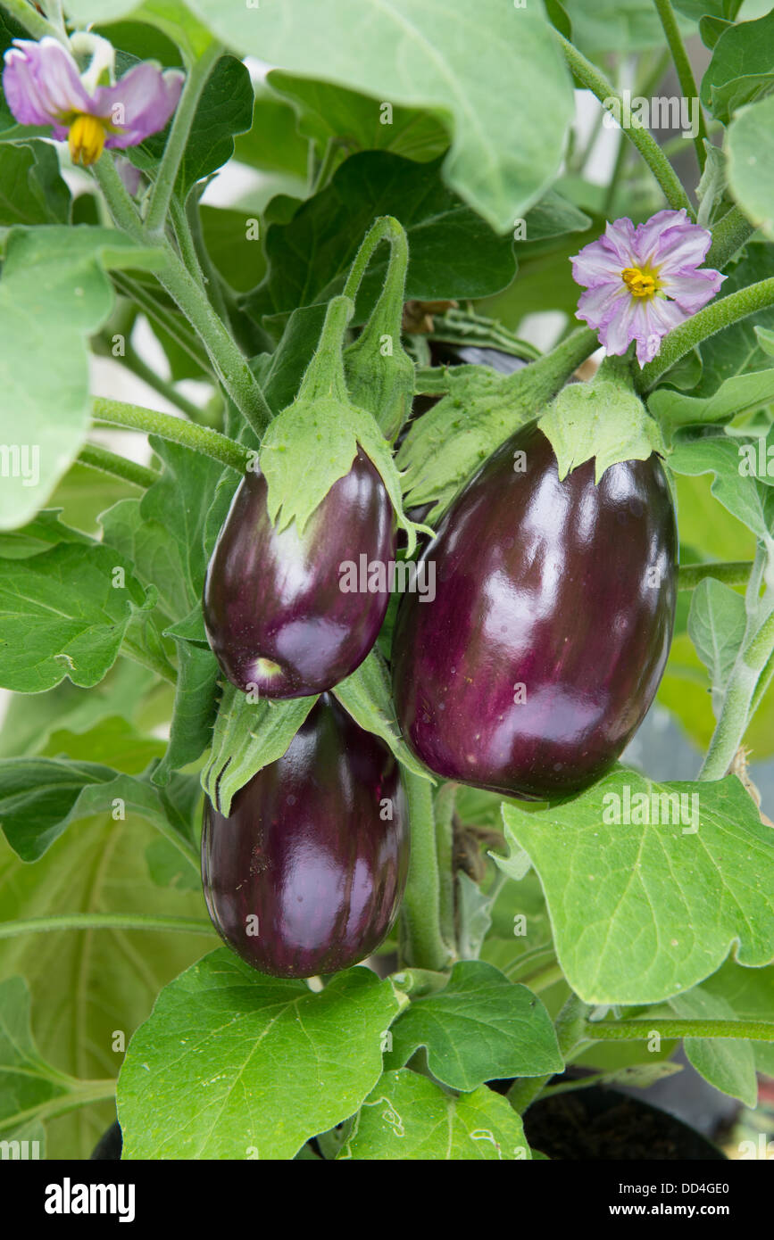 Aubergine, italienische Auberginen, "Bellezza Nera" Stockfoto