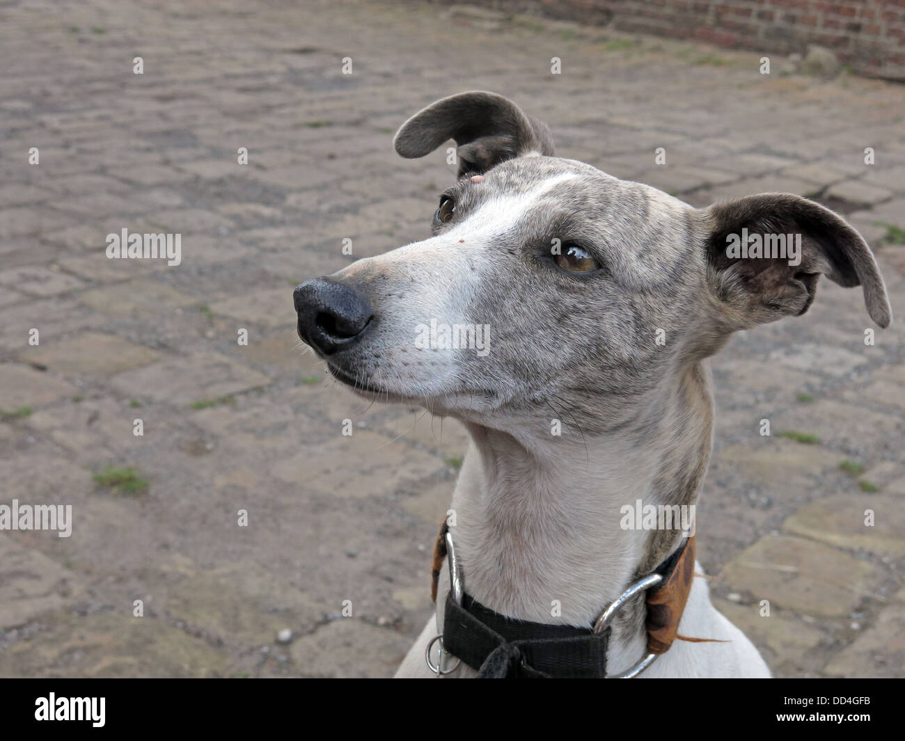 Grau Hund, suchen, Gehorsam Stockfoto