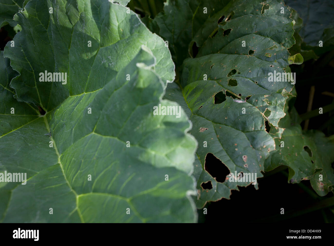 Rhabarber-Blätter wachsen in heimischen Gemüsegarten in einem Somerset Garten zerfressen. Stockfoto