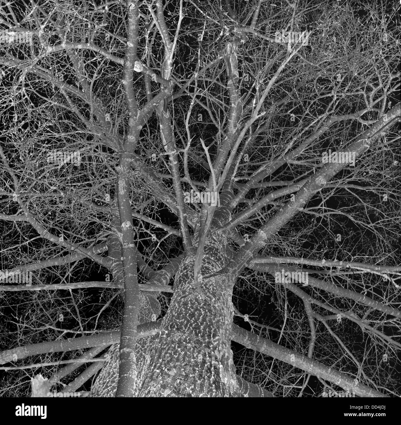 Pappel-Filialen in der Nacht Stockfoto