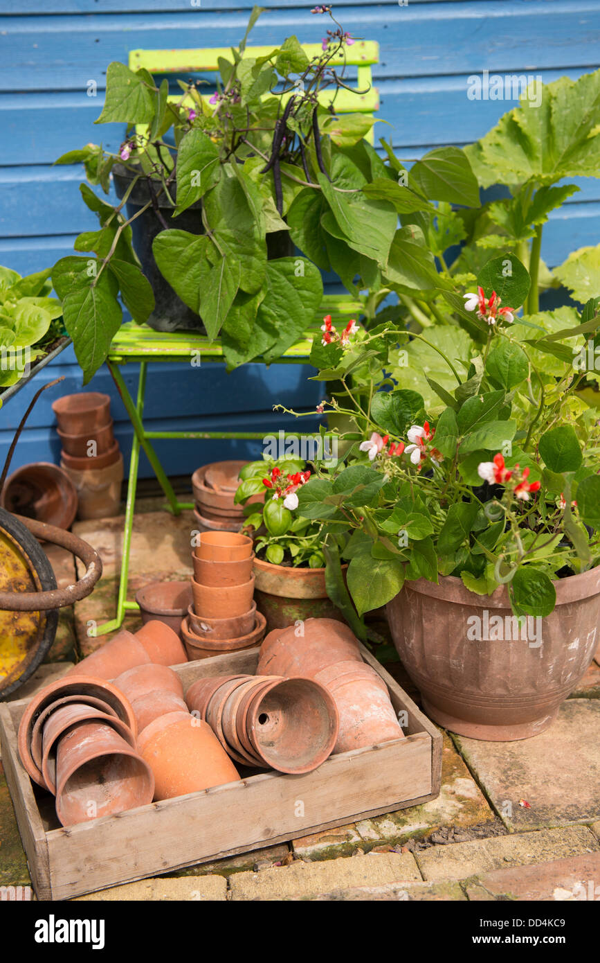 Container-Gemüse, Zwerg Läufer, "Hestia" und Dwarf Bean 'Purple Teepee' Anbau in Töpfen. Stockfoto