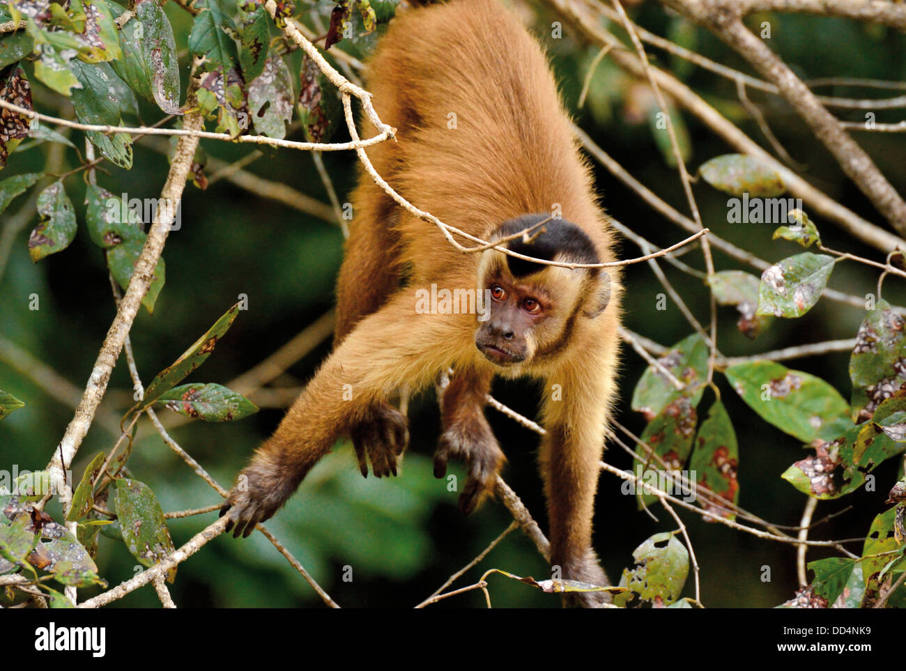 Brasilien, Pantanal: Kapuziner Affen (Cebus Apella) Klettern im Baum Stockfoto