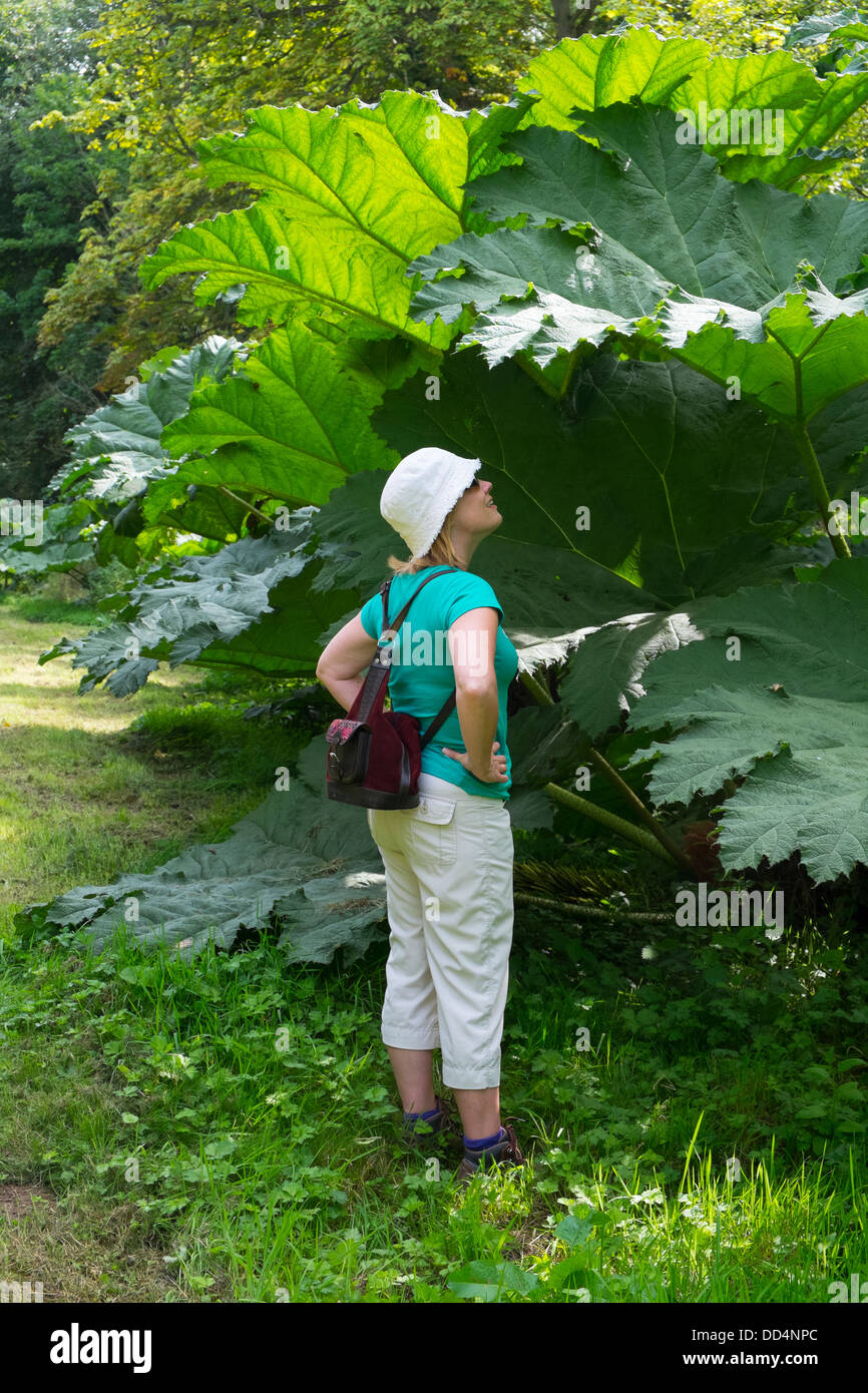 Frau Gunnera Manicata, Riesen Rhabarber, England, August betrachten Stockfoto