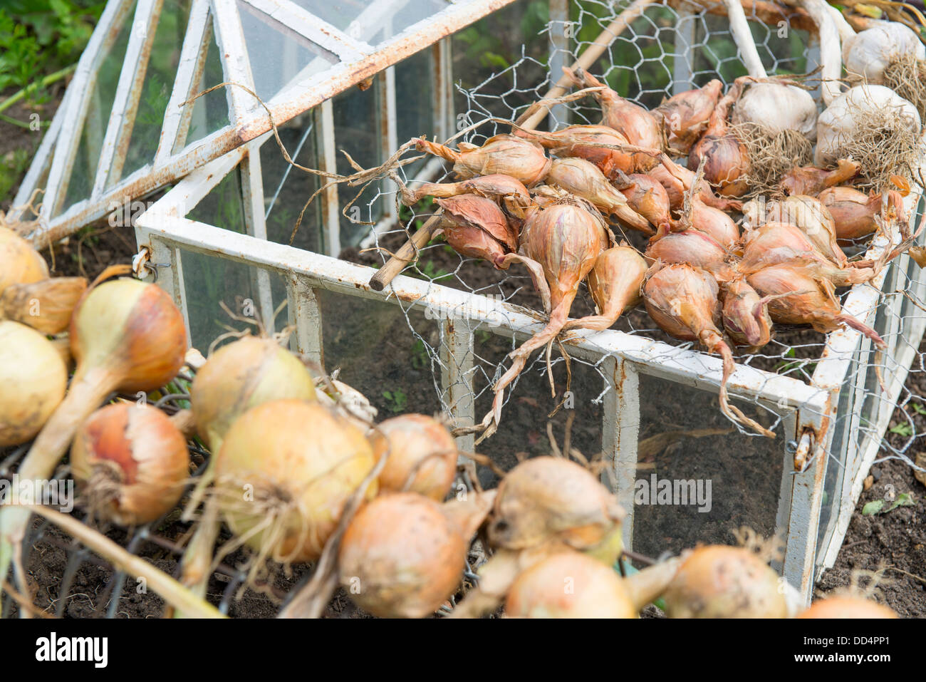 Maincrop Zwiebeln aufgehoben und das Trocknen auf Drahtrahmen, mit Schalotten auf Maschendraht über eine alte viktorianische Laterne Cloche trocknen. Stockfoto