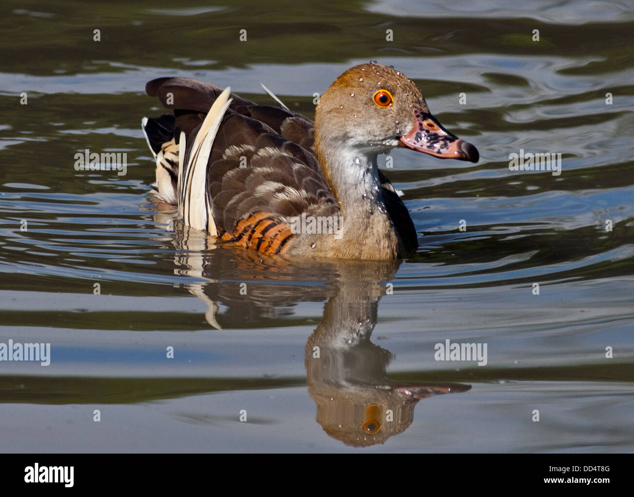 Die Eyton Pfeifen Ente / gefiederte Pfeifen Ente (Dendrocygna Eytoni) Stockfoto