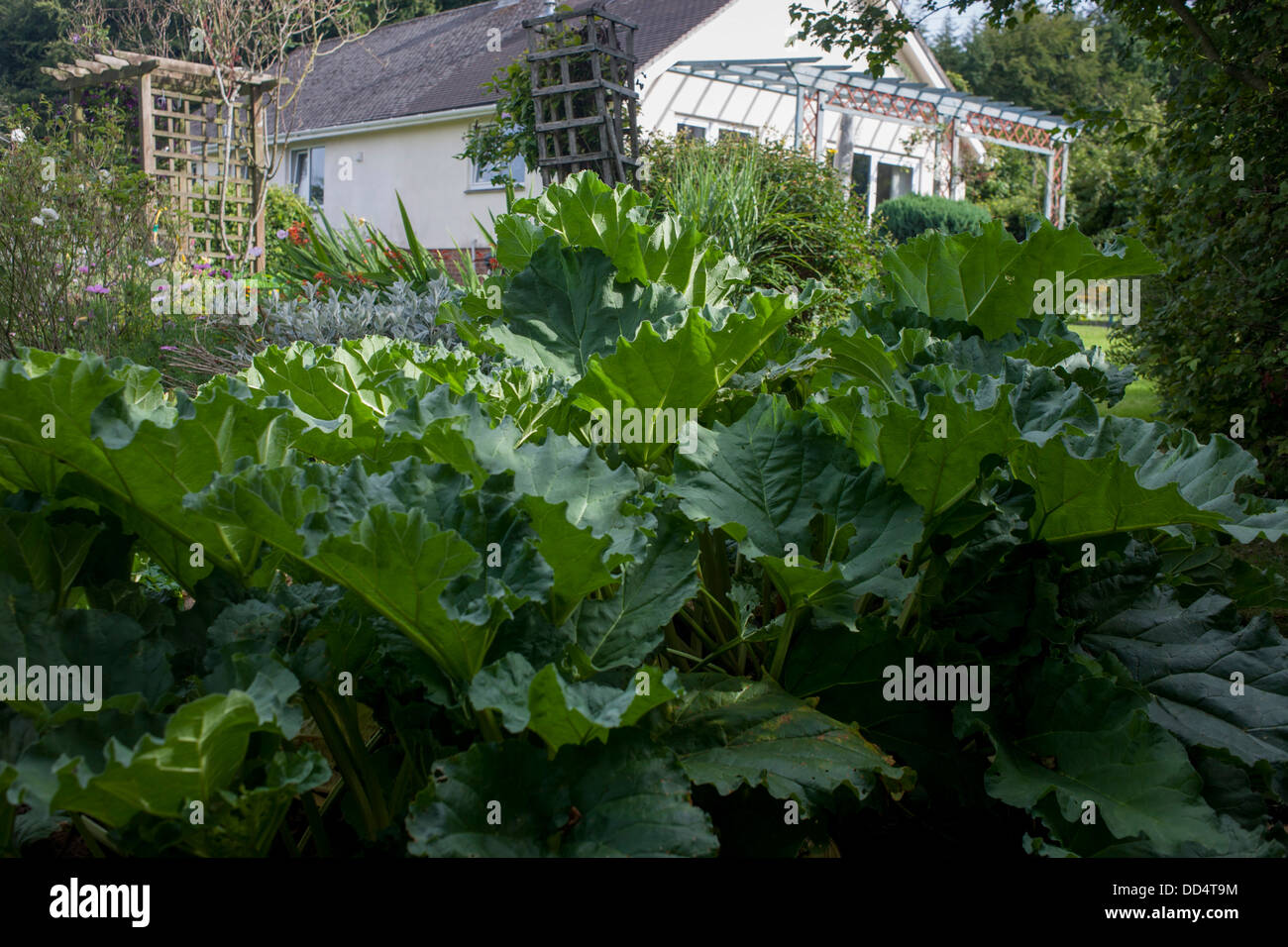 Rhabarber wächst in heimischen Gemüsegarten in einem Somerset Garten hinter dem Haus. Stockfoto