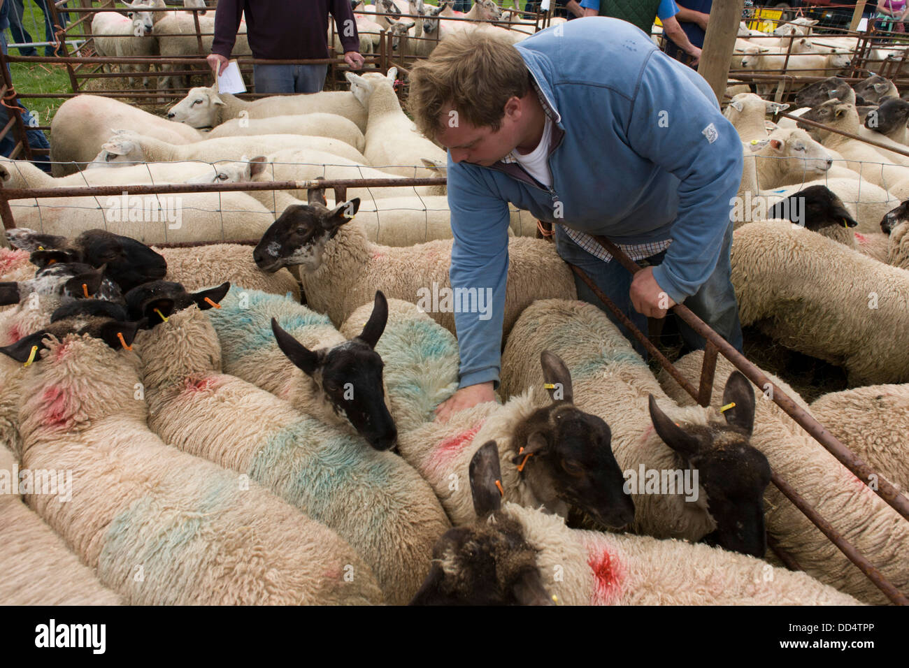 Hirte schmerzt Schafe zur Versteigerung auf der alten jährlichen Priddy Schafe Messe in Somerset, England. Stockfoto