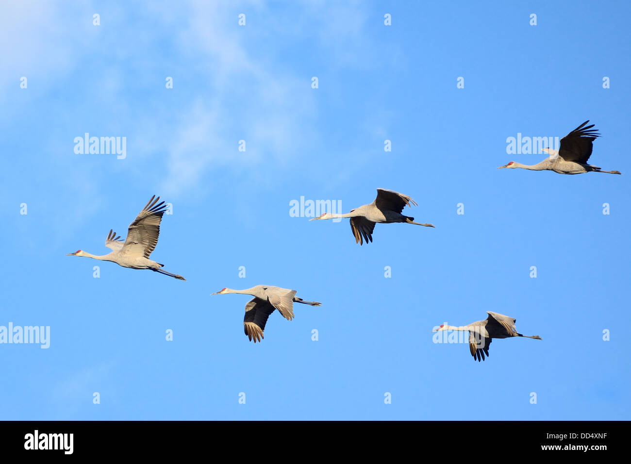 Kraniche (Grus Canadensis) im Flug Stockfoto