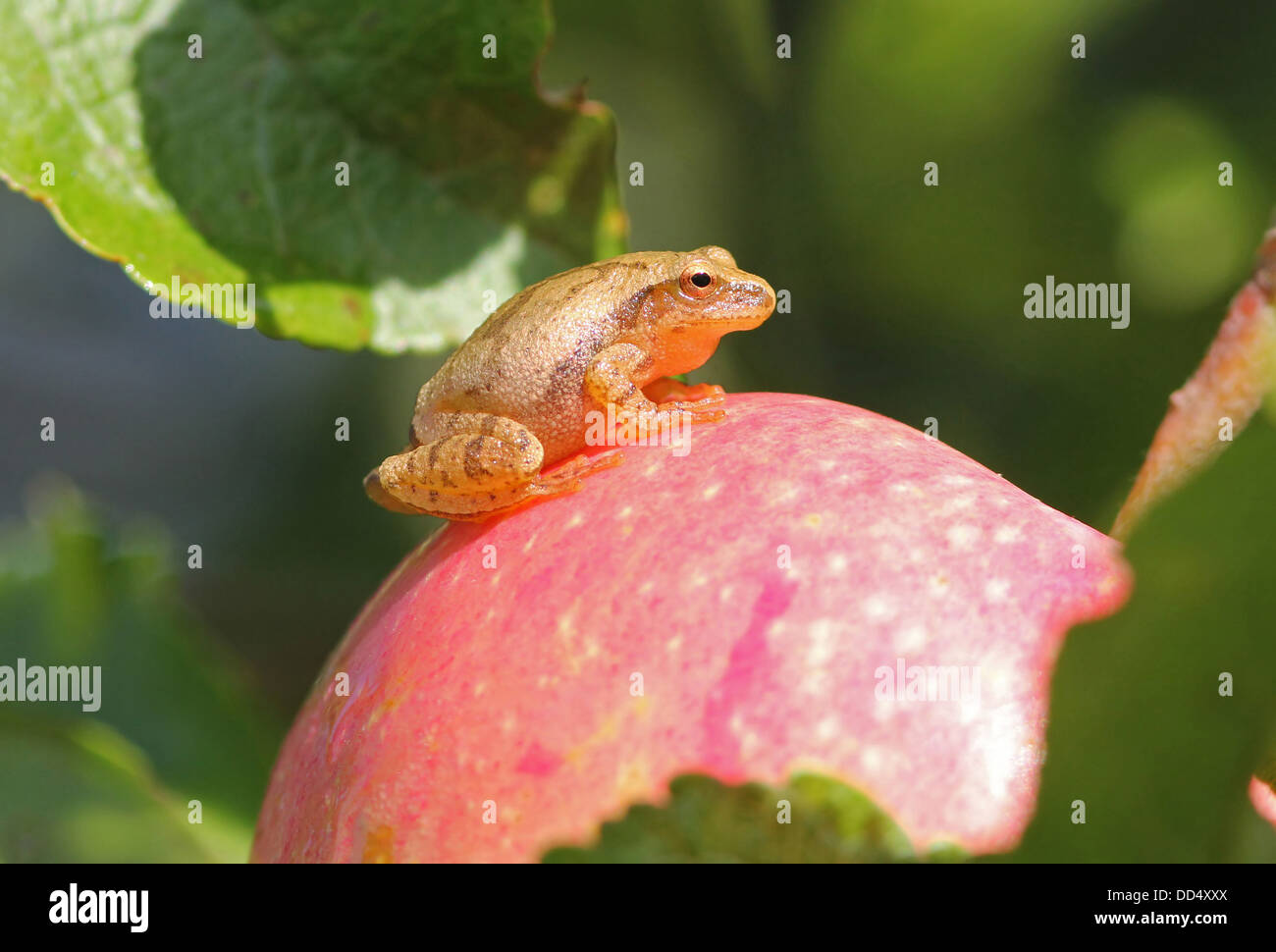 Portrait von, Feder Peeper Frosch, Pseudacris Kreuzblütler, auf einem Apple in Québec, Kanada. Stockfoto