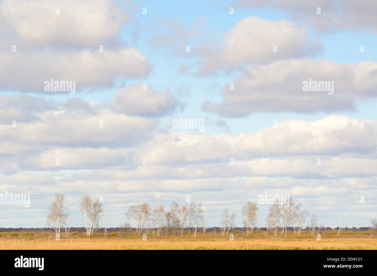 Birken im Herbst mit Cumulus-Wolken am Himmel in Minnesota Stockfoto