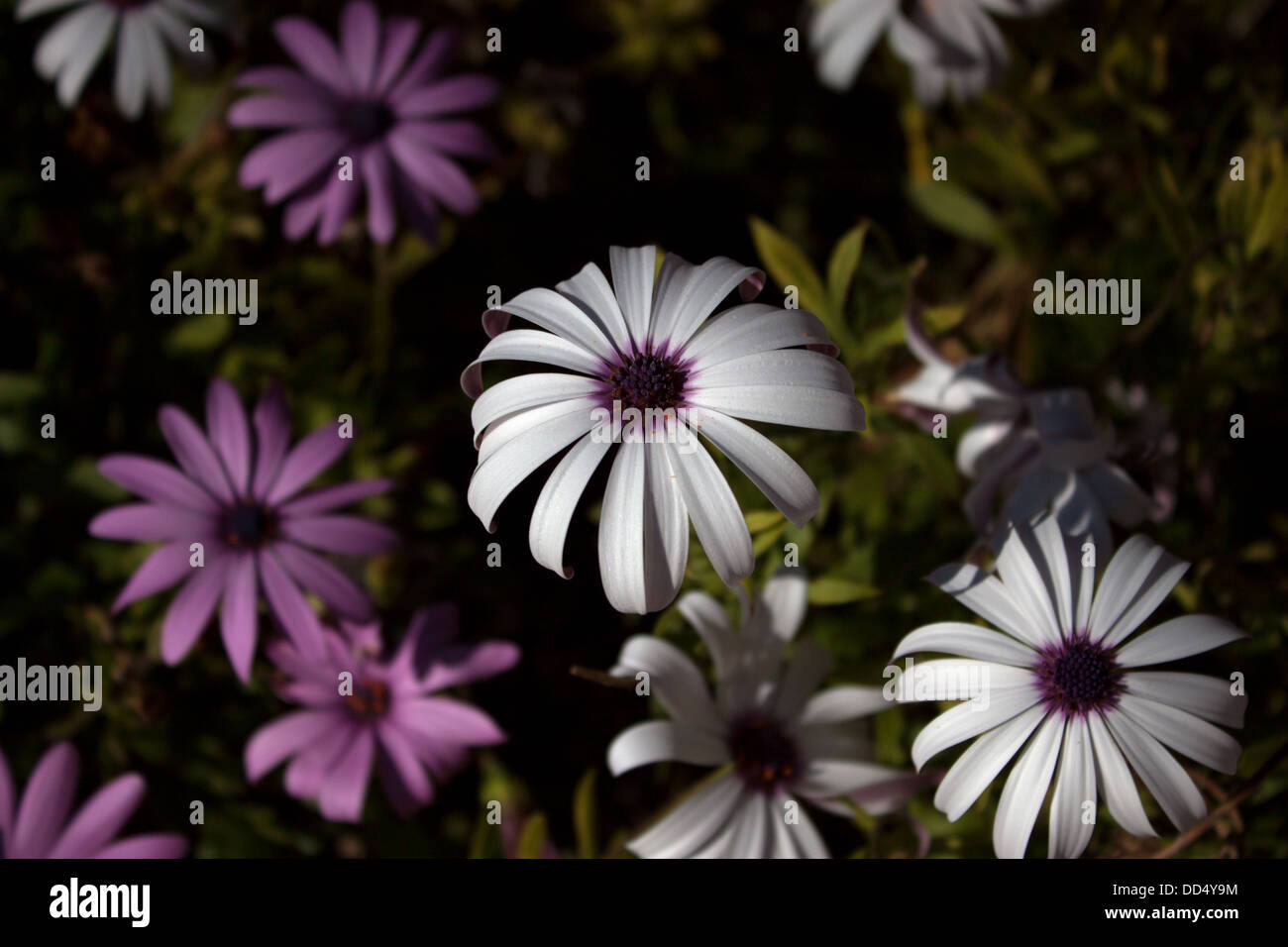 Weiße und violette Gänseblümchen, Prado del Rey, Cádiz, Andalusien, Spanien, 17. April 2013. Stockfoto