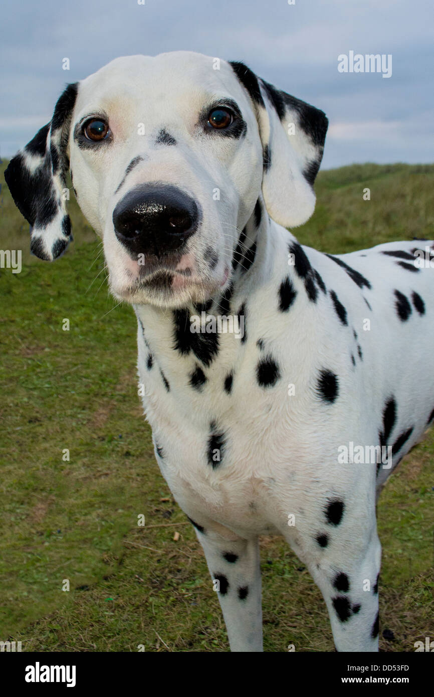 Dalmatiner Stockfoto