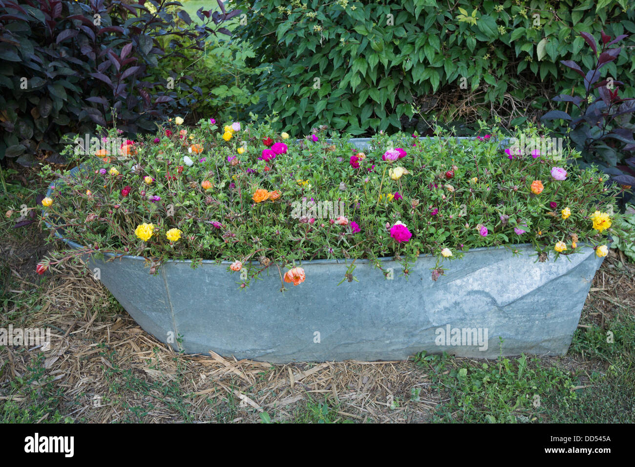 Blumen in Metall-Wanne Stockfoto