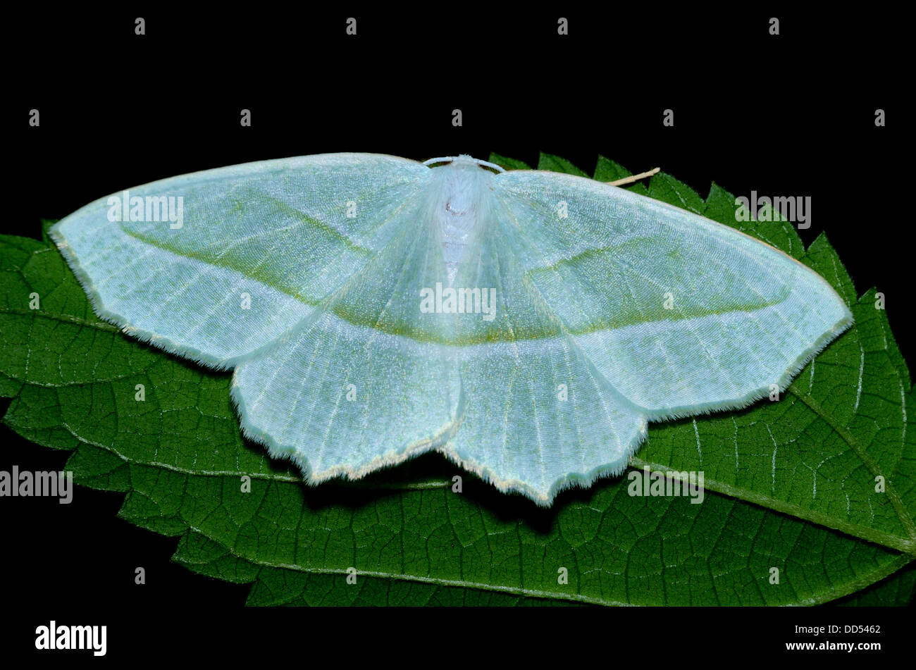 Definitionen Tiger Moth thront auf einem Blatt der Pflanze. Stockfoto