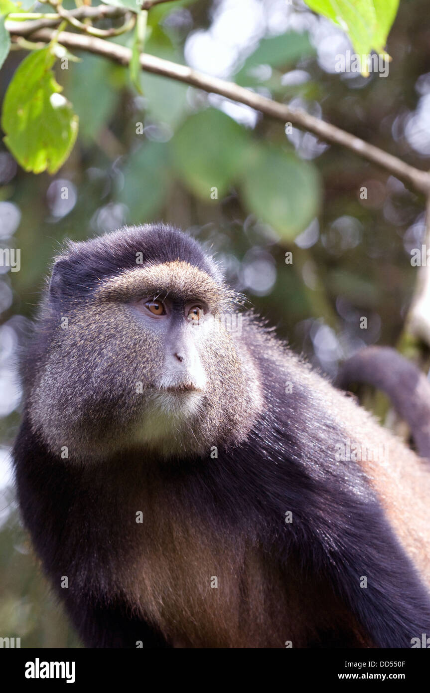 Golden Monkey bedrohter Primatenarten sa Warnung unter der seine native  Bambus im Virunga National Park Ruanda-Ost-Afrika Stockfotografie - Alamy