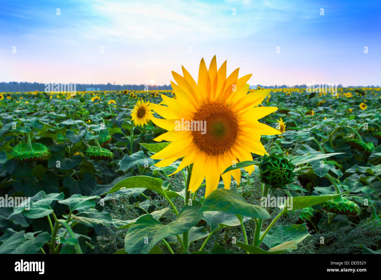 Blühende Feld von Sonnenblumen in der Morgendämmerung Stockfoto