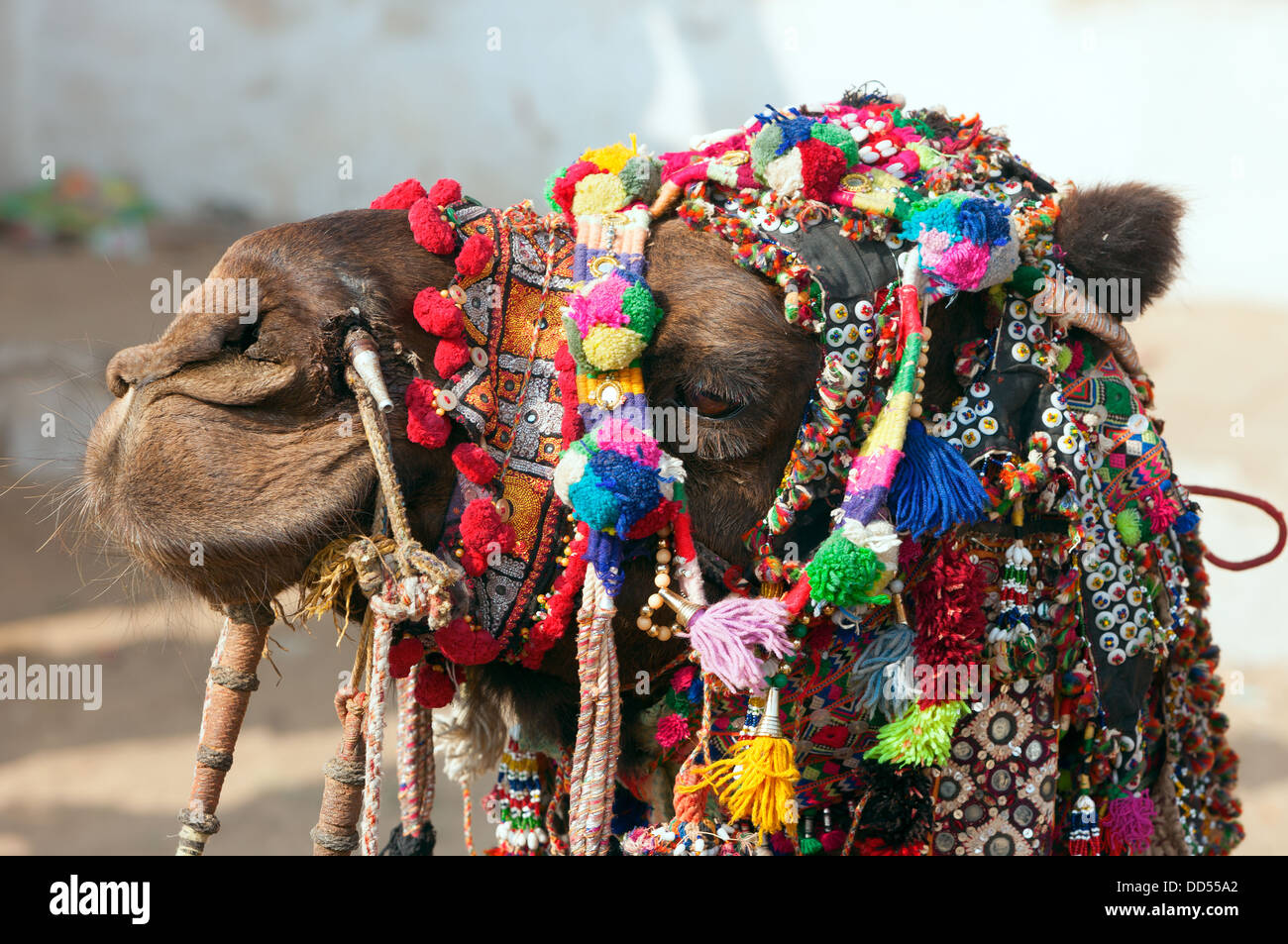 Kamel auf der Pushkar Messe dekoriert. Rajasthan, Indien, Asien Stockfoto