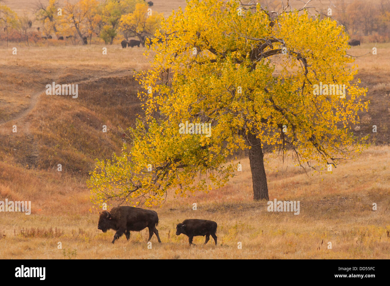 USA, South Dakota, Custer State Park. Bison-Mutter und Kalb. Stockfoto