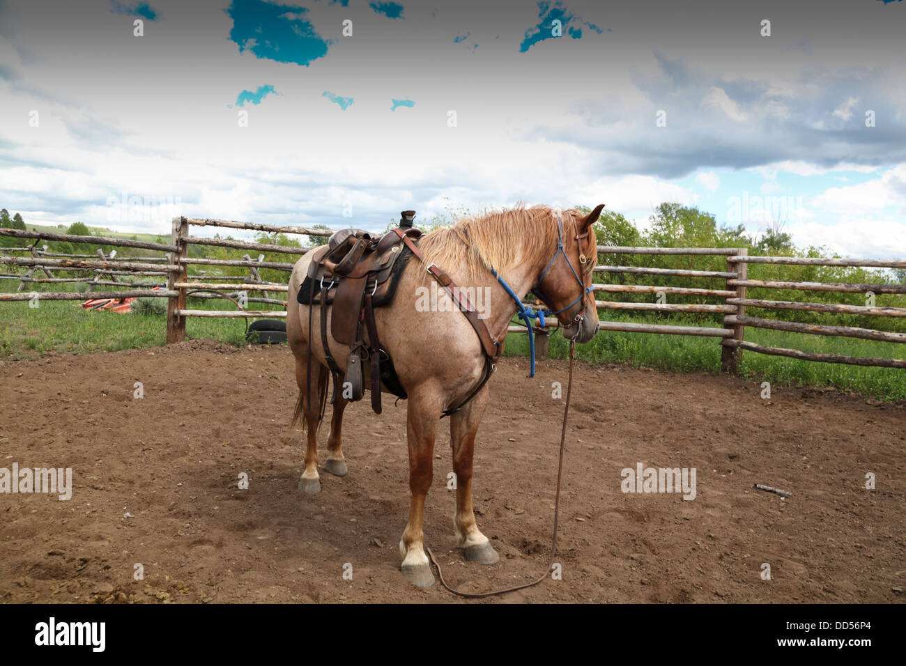 Pferd wartet in staubigen Koppel in Montana USA, während einer Pause in der Ausbildung Stockfoto