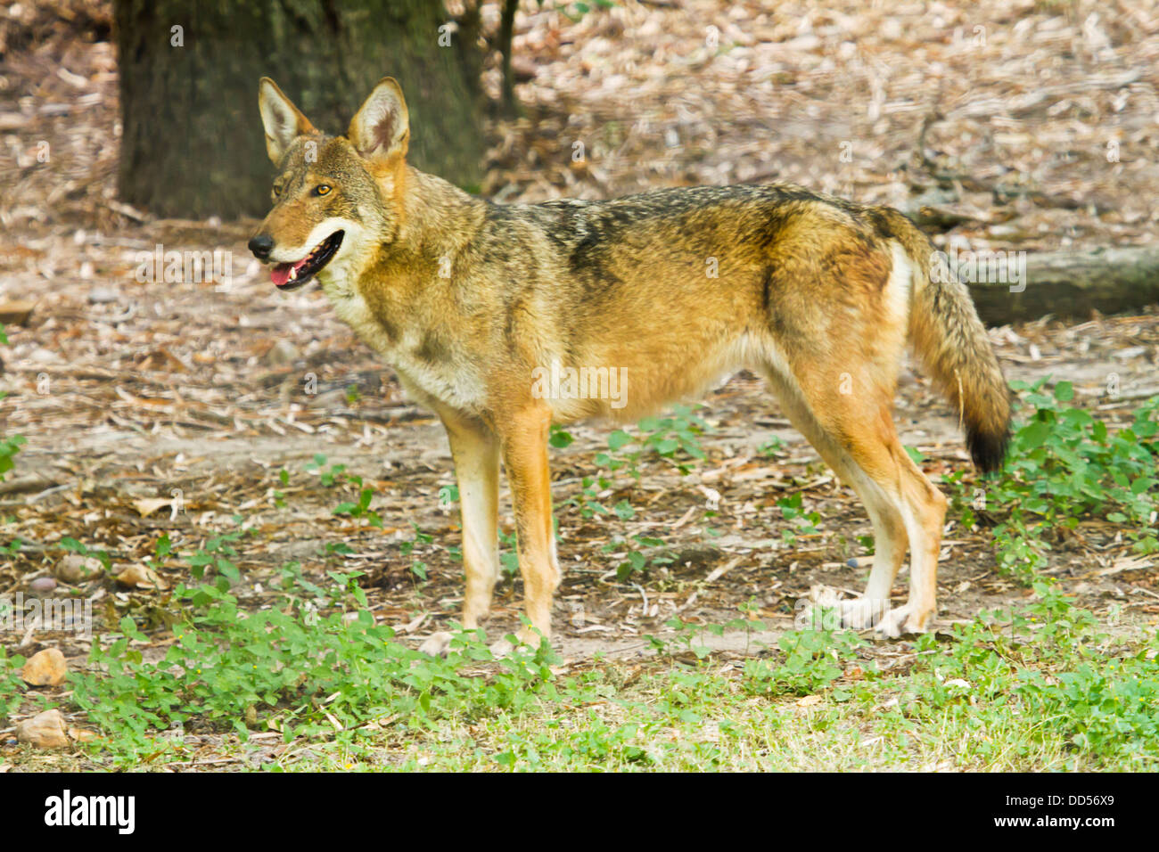 Rotwolf (Canis Rufus) in Gefangenschaft im Zoo von Victoria, Texas. Stockfoto