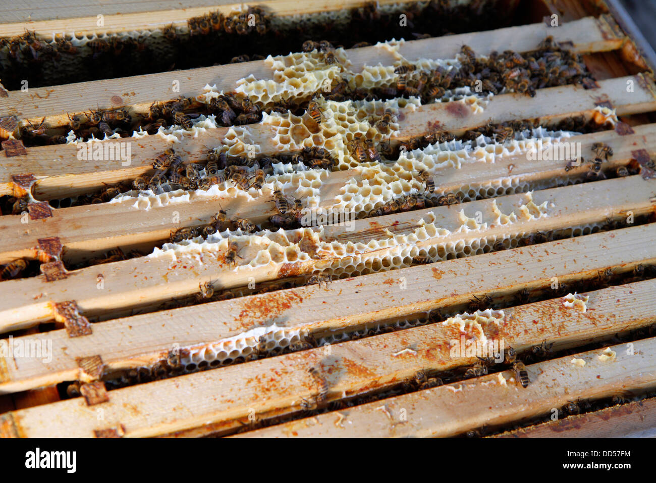 Elena Polisano hält einen Bienenstock der Honigbienen auf dem Dach des drei Hirschen Pub in Lambeth bei London Stockfoto