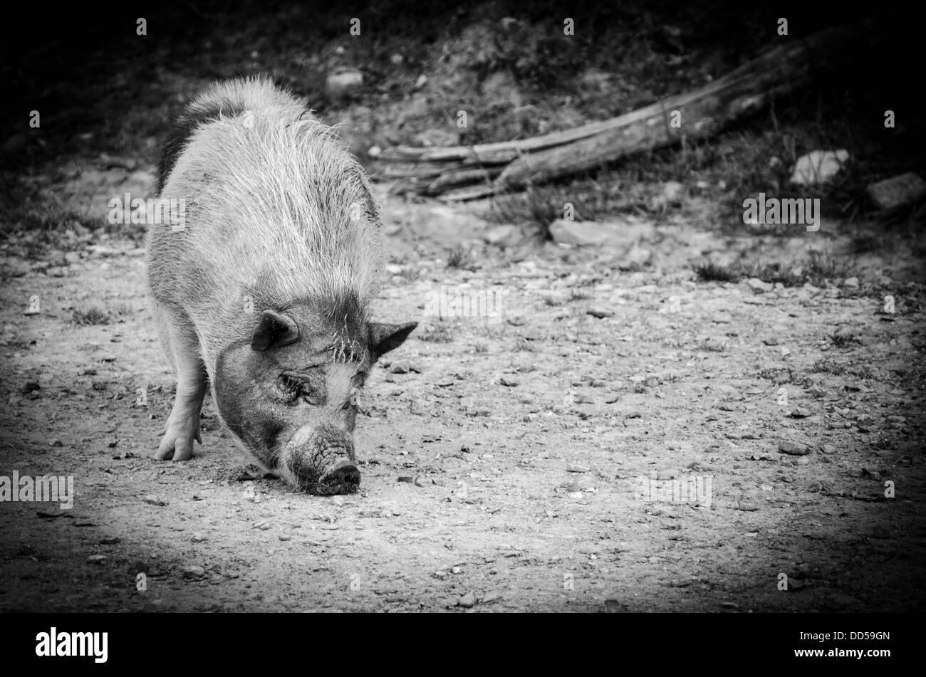 Pot Bellied Pig Beweidung in Virginia-Safari-Park Stockfoto