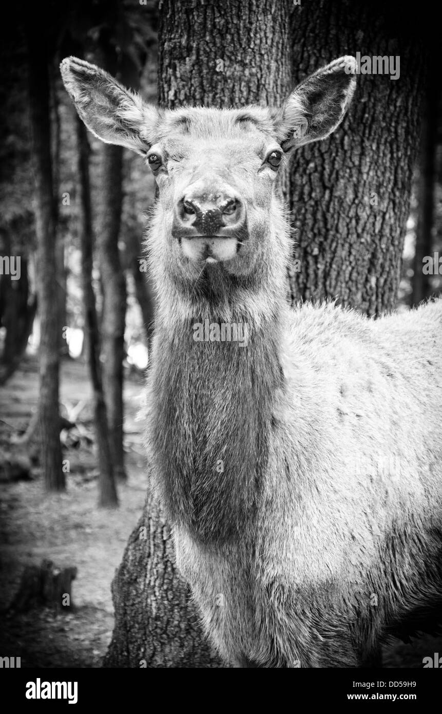 Doe in Virginia-Safari-Park Stockfoto