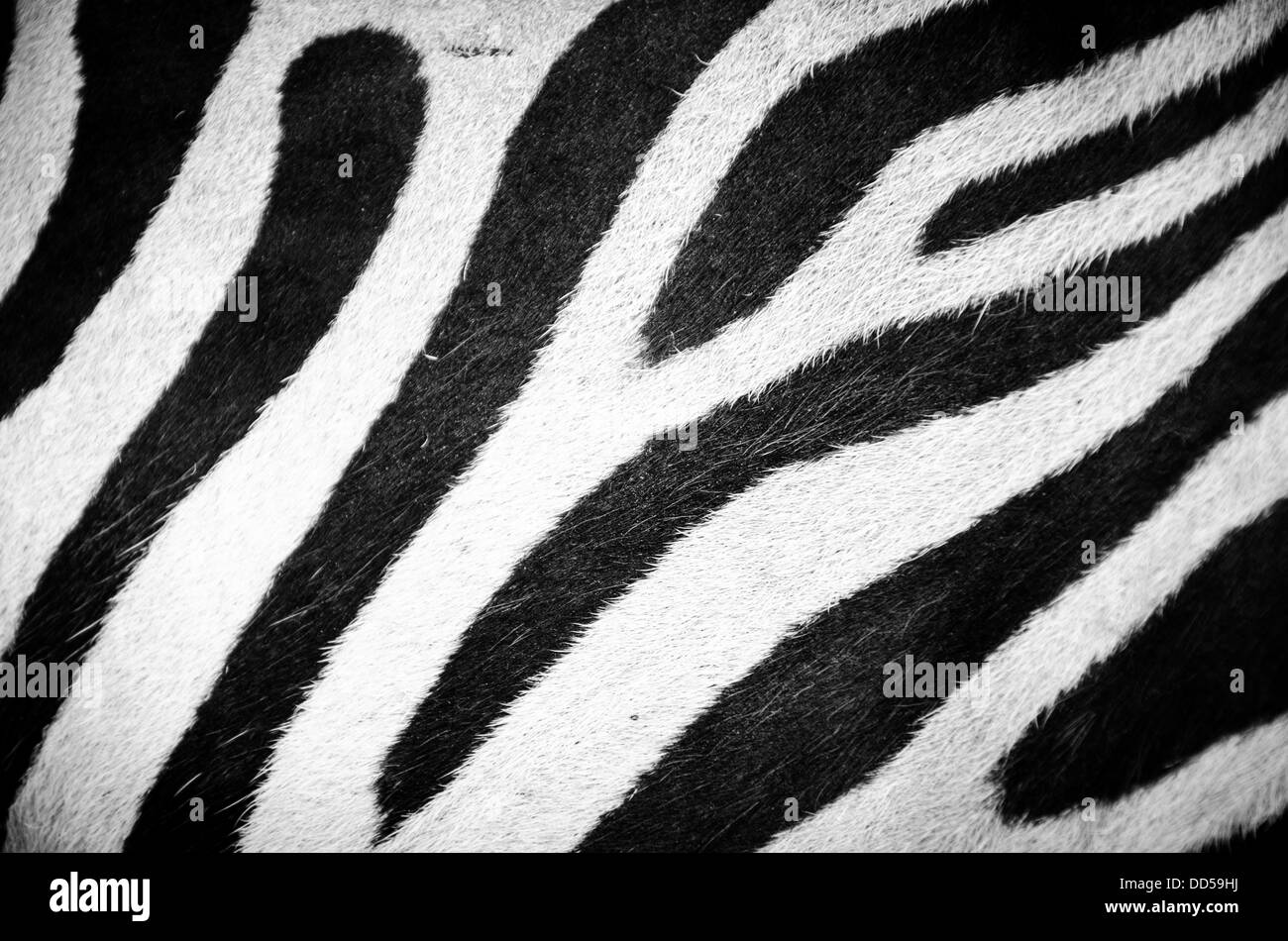 Zebrafell Closeup, Virginia-Safari-Park Stockfoto