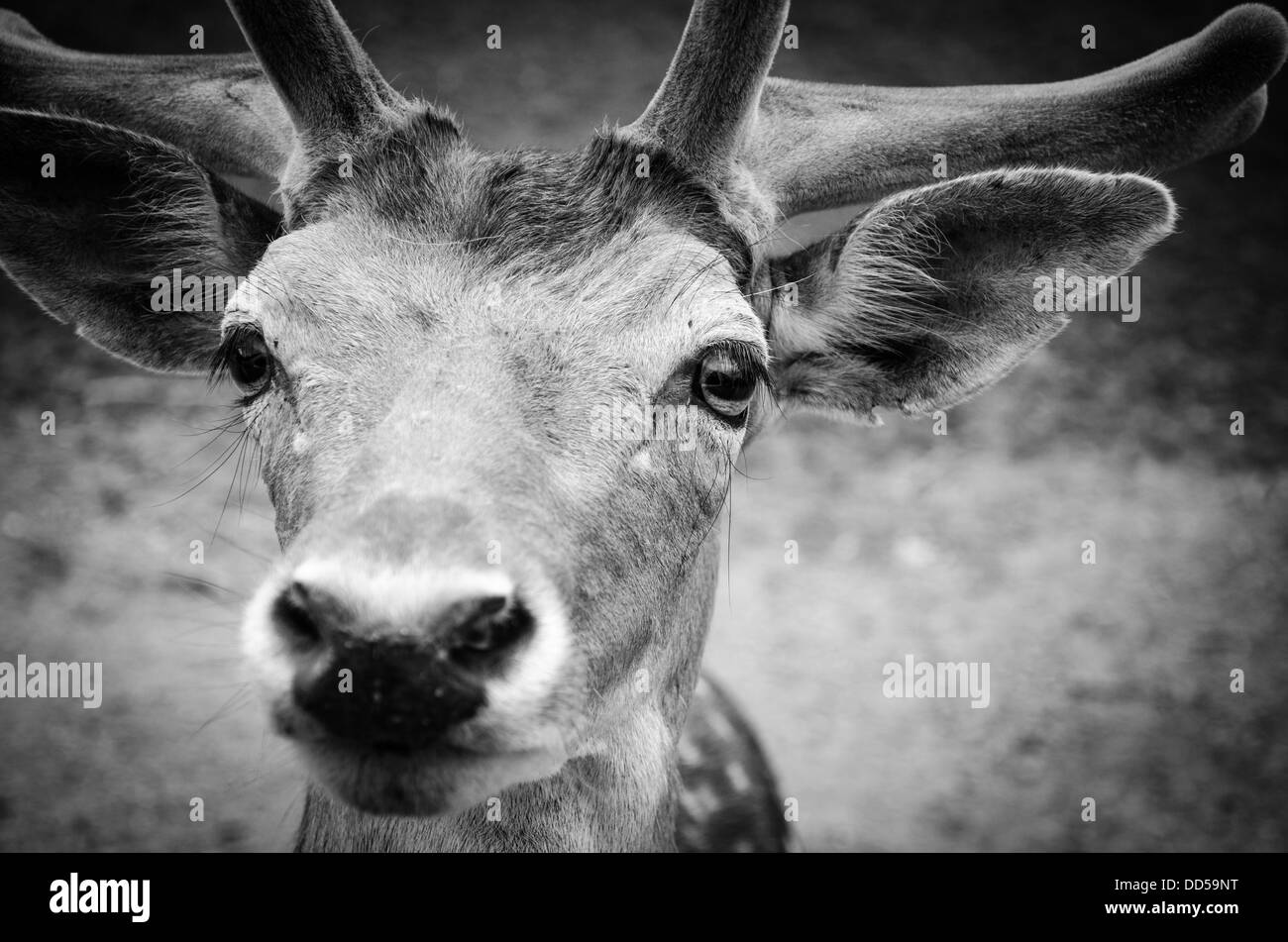 Doe in Virginia-Safari-Park Stockfoto