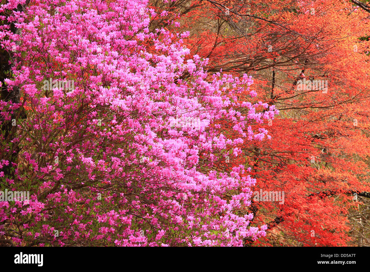 Pfirsichblumen, Präfektur Nagano Stockfoto