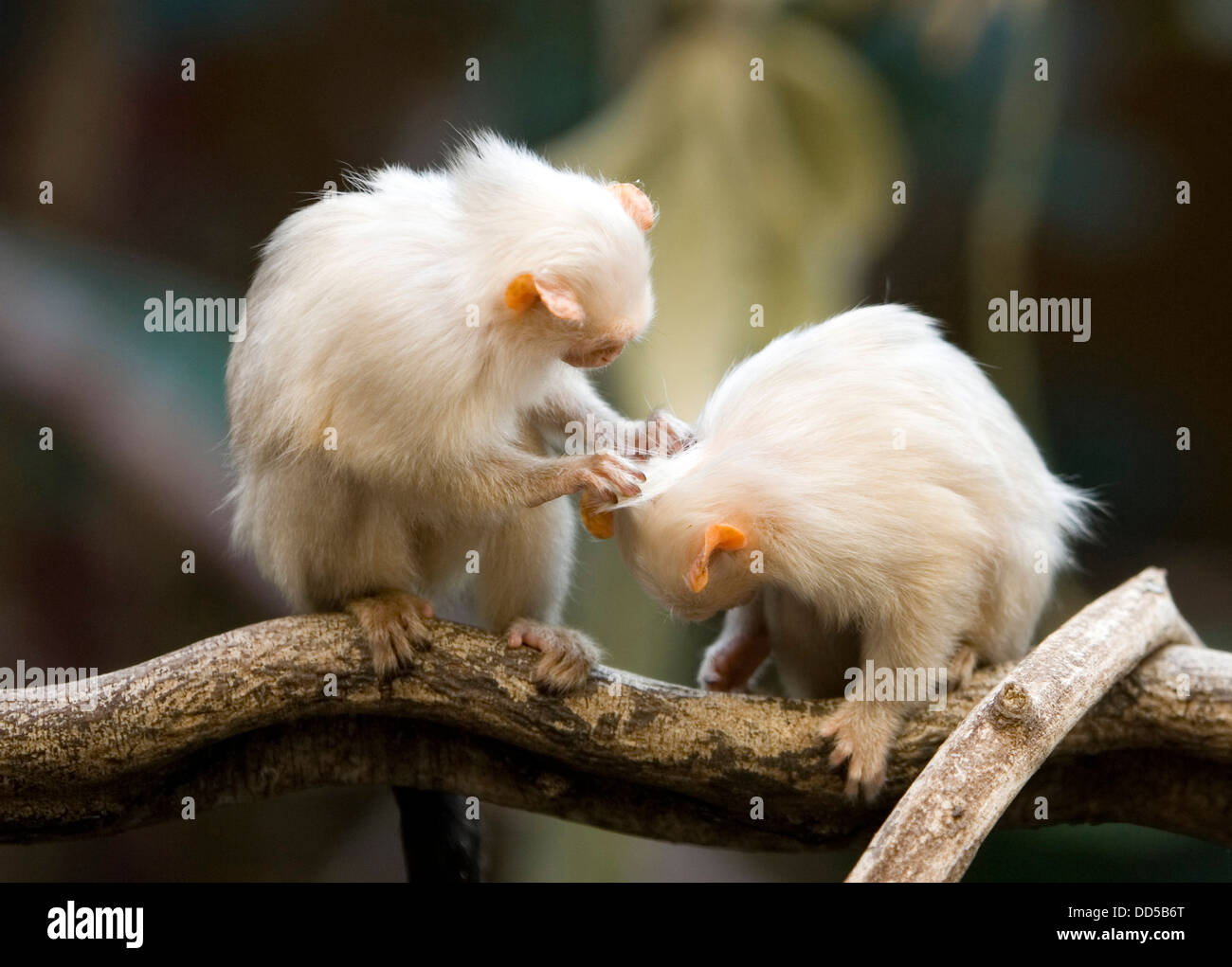 Zwei Affen an der London Zoo, UK Stockfoto