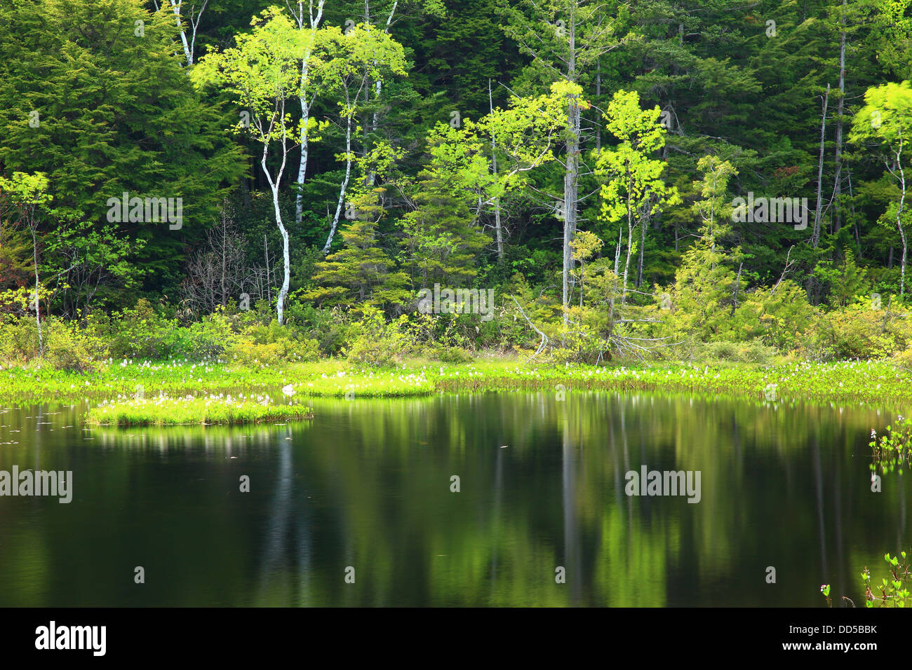 Ushidome Teich, Präfektur Nagano Stockfoto