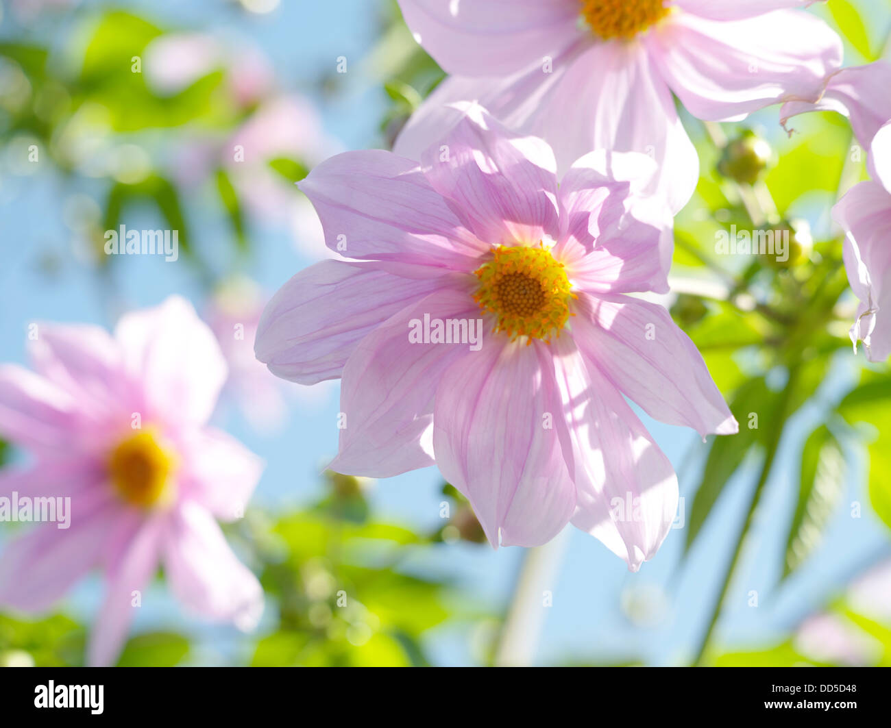 Dahlien-Blumen Stockfoto