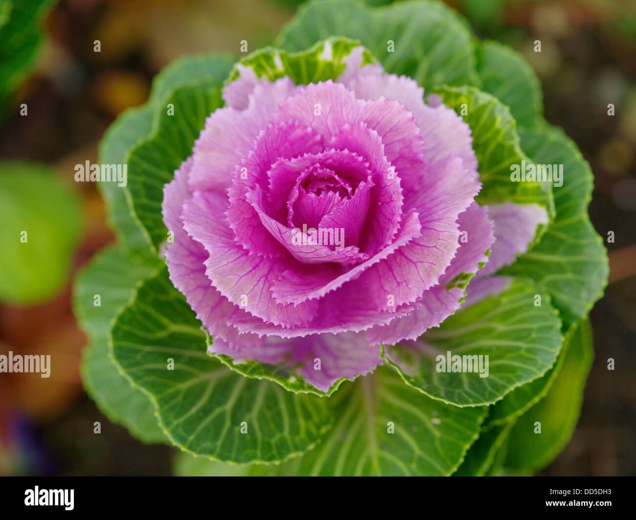 Blühender Grünkohl Stockfoto