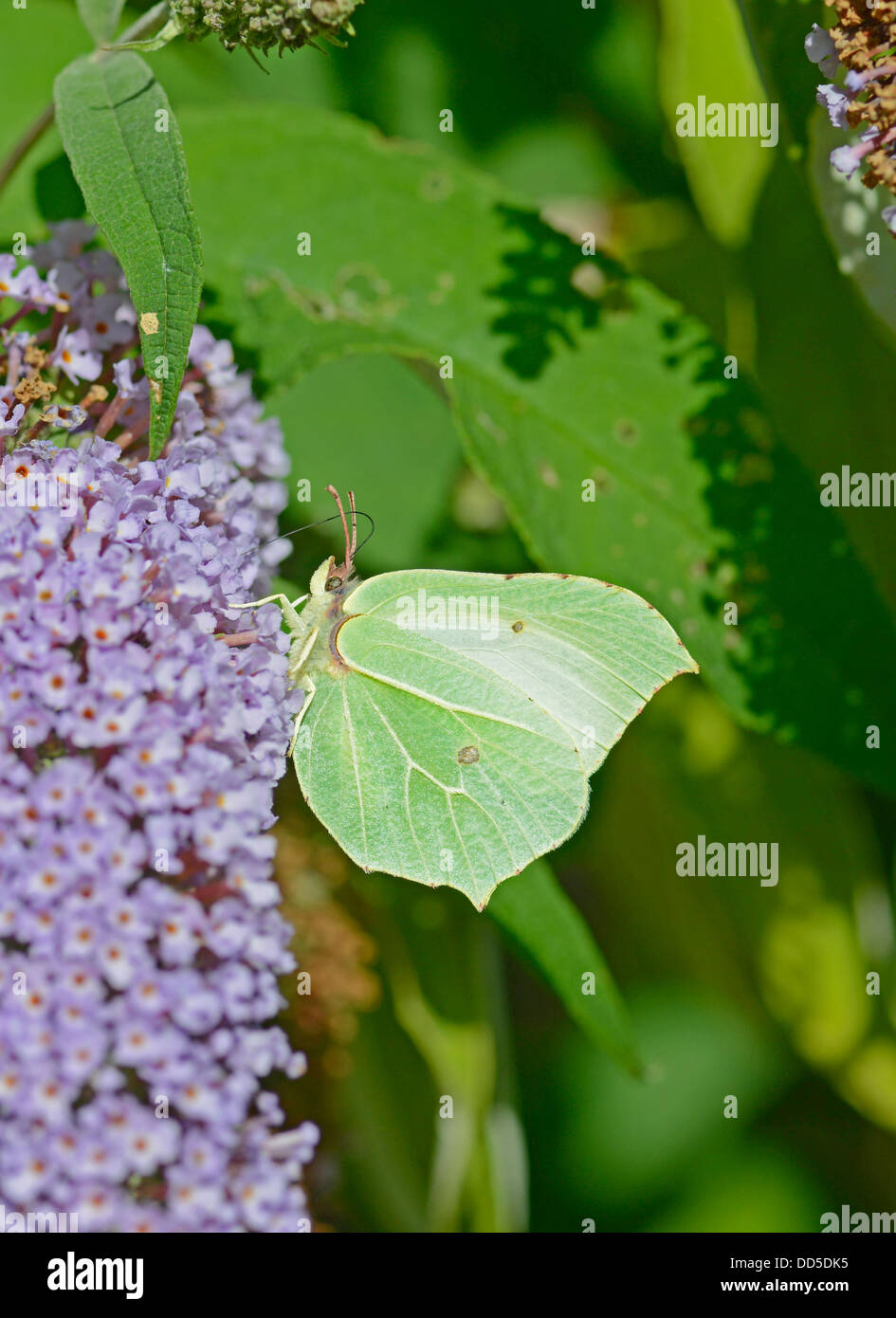 Brimstone Schmetterling: Gonepteryx Rhamni. Männlich. Auf Sommerflieder Stockfoto