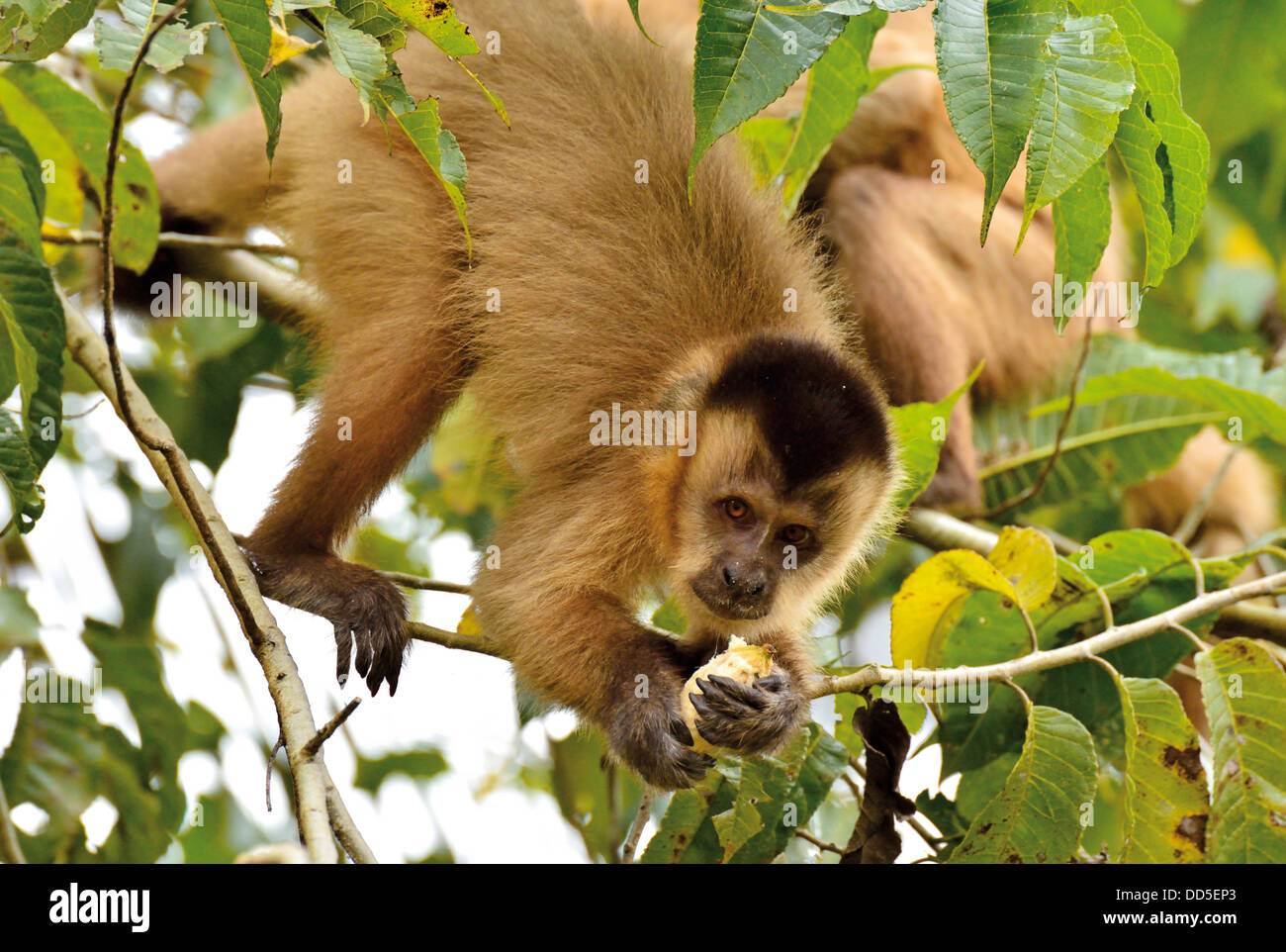Brasilien, Pantanal: Kapuzineraffen (Cebus Apello) fangen die Früchte in der Spitze eines Baumes Stockfoto